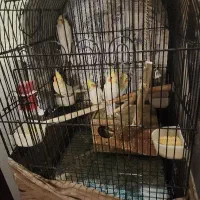 عروس هلندی فروش فوری به علت مهاجرت