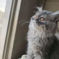 گربه پرشین مهربون