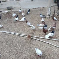 تعداد کبوتر برای فروش