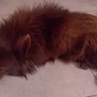 سگ پیدا شده در شهسوار|حیوانات|تهران, والفجر|دیوار