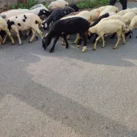 گوسفند نـر و مـاده