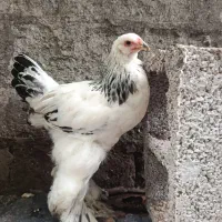 خوروس برهما