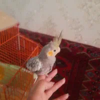 ۲عدد عروس دستی جوجه