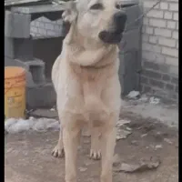 نیازمند سگ برای نگهبانی رایگان