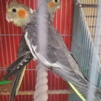 ۲ عدد جوجه عروس هلندی سیامون ۳ ماهه سالم و سرحال