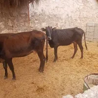 گاودرجه یک