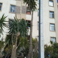 درخت یوکا|گل و گیاه طبیعی|فردیس, شهرک ناز|دیوار