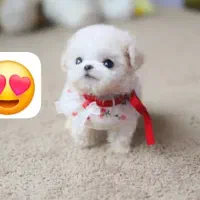 جذاب و عروسکی