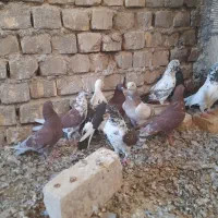کبوتر تهرانی