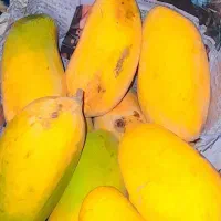 انبه صادراتی به قیمت عمده