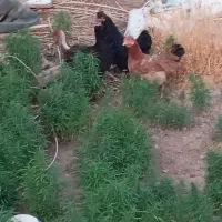 مرغ