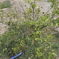 نگهبان خونه باغ