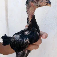 جوجه  لاری اصیل