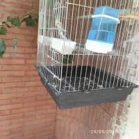 یک جفت عروس هلندی مولد با جوجه