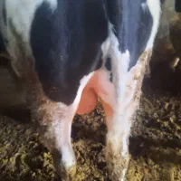 گوساله نر گوشتی