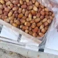 فروش عمده هست صدتن یکجا اگه میخواید پیام بدین لطفا