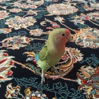 طوطیه برزیلی 6 ماهه