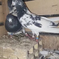 کبوتر پرشی ساعت سنگین به شرط پرش