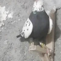 نر سینه سلیمانی اتیغه شب بازی
