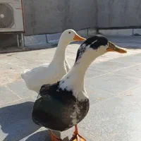 اردک