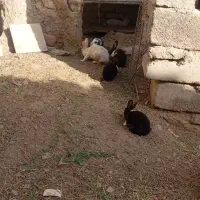 خرگوش سالم