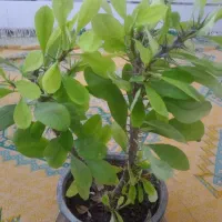 گلهای شاداب خانگی