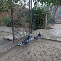 کبوتر غریبـگیر