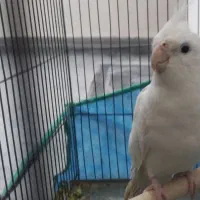 عروس هلندی بالغ