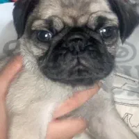 آخرین قلاده توله پاگ