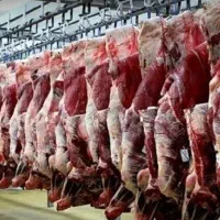 گوشت عمده گوساله گوسفندی لاشه نر جونه