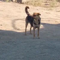سگ. ژرمن