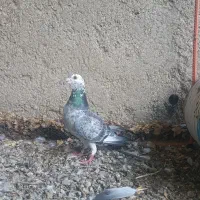 کبوتر گوره ای پلاکی