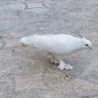 کبوتر