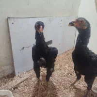 جوجه خروس اوشامو سن دو ماه و نیم جوجه مرغ پنج ماه