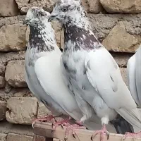 کبوترکله دم ،گرگی ..