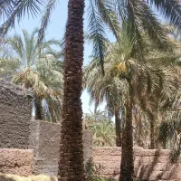 درخت بند درخت گراز