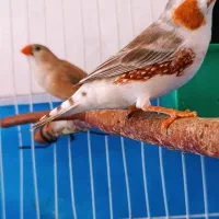یک جفط فنج سرحال وه تخم گزار