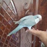 طوطی راهب بلو اسکای رنگ خاص