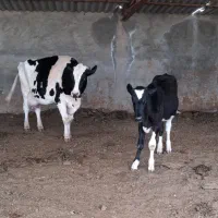 گاو شیری با گوساله