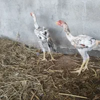 جوجه لاری