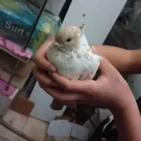 کفتر دو عدد پا پر تهرانی و یحودی