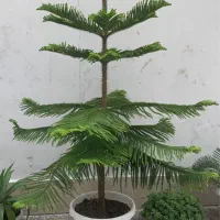 گلهای آپارتمانی
