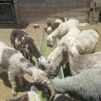 ۱۸راس میش بره دار