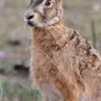 گوشت خرگوش