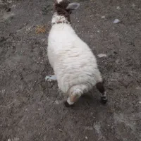 بره