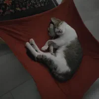 گربه DSH