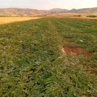 هندوانه عباس اباد