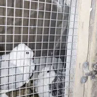 کبوتر ساتن زیبا