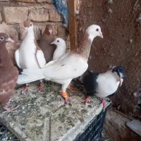 کبوتر پرشی