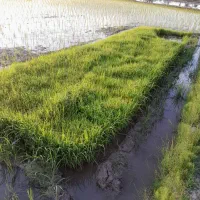 توم دستی صدری